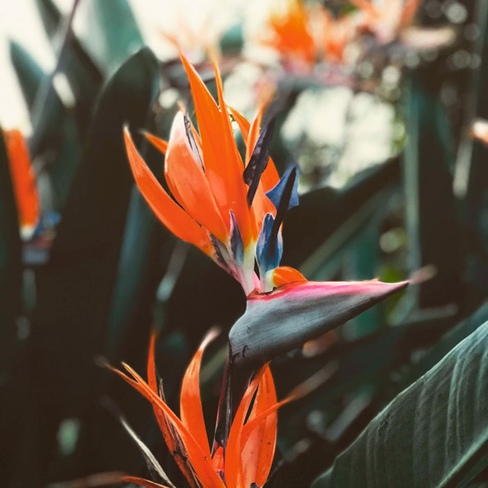 Plants 2